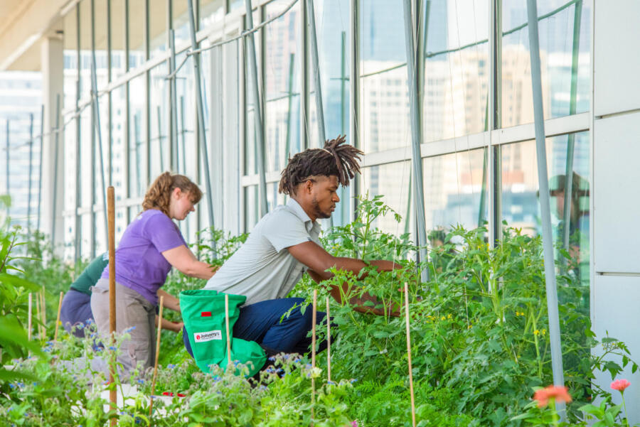 Windy City Harvest Program team at work on McCormick Place's rooftop garden
