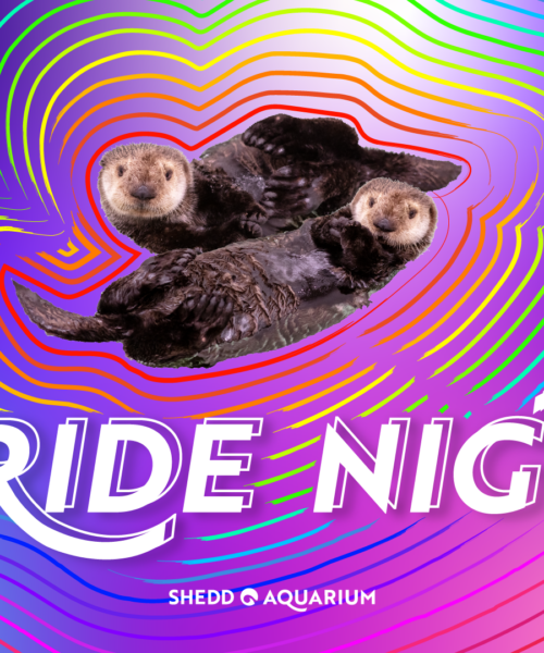 Pride Night at Shedd Aquarium