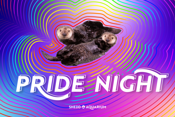 Pride Night at Shedd Aquarium