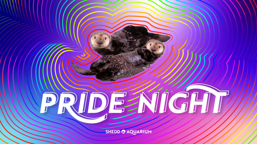 Pride Night at Shedd Aquarium
