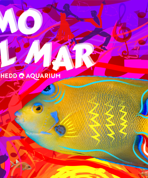 Ritmo del Mar at Shedd Aquarium