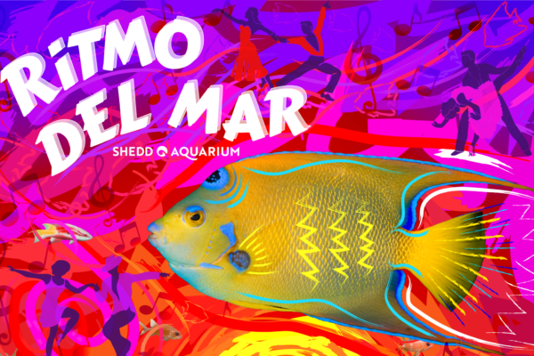 Ritmo del Mar at Shedd Aquarium