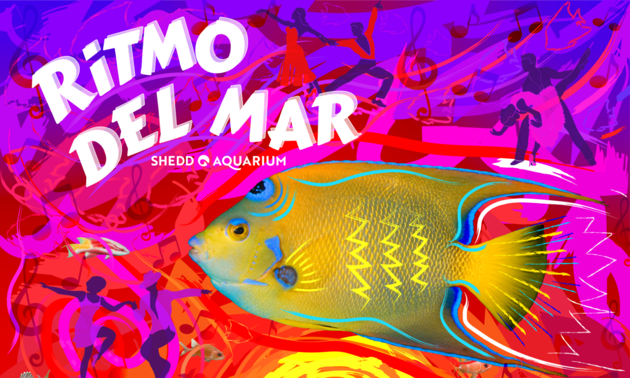 Ritmo del Mar at Shedd Aquarium