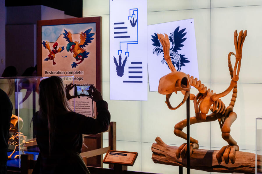 Pokemon Fossil Museum at the Field Museum