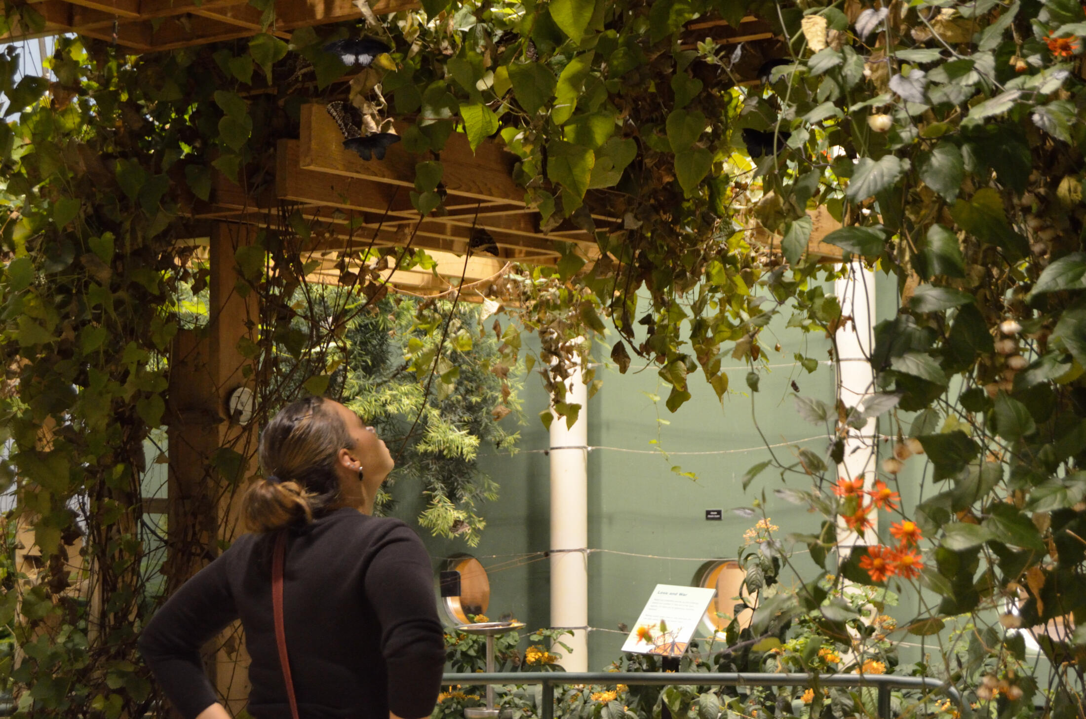 Nature Night Out — Peggy Notebaert Nature Museum
