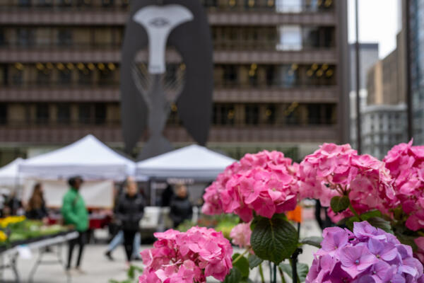 Daley Plaza Farmers Market