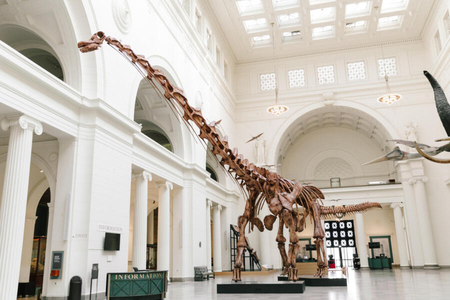 Maximo in Stanley Hall at the Field Museum