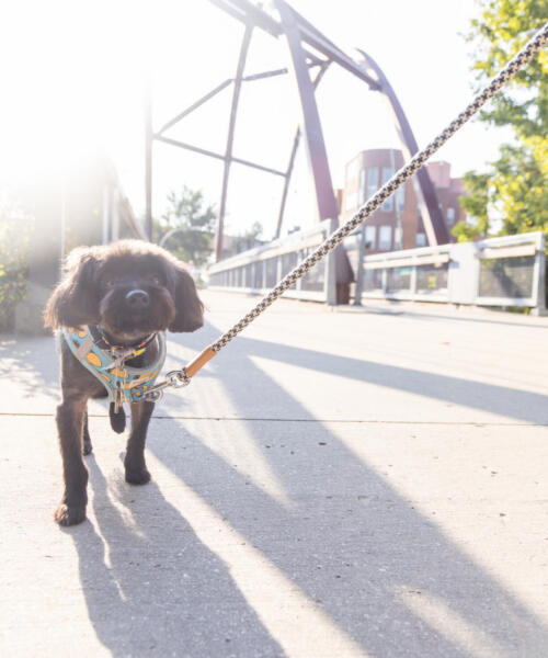 A dog walks on The 606