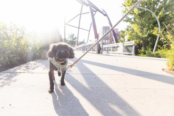 A dog walks on The 606