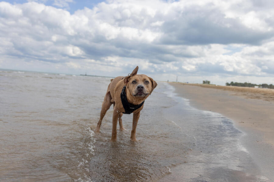 Montrose dog beach in Chicago