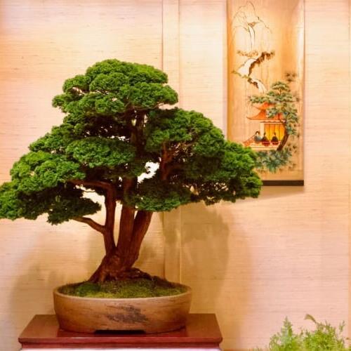 48th Mid-America Bonsai Exhibition