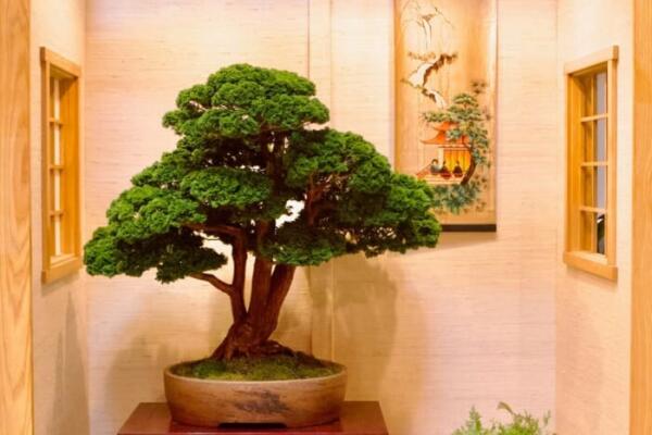 48th Mid-America Bonsai Exhibition