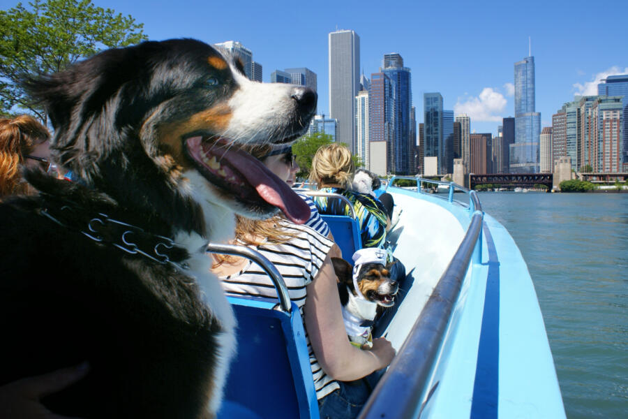 Chicago First Lady canine cruise