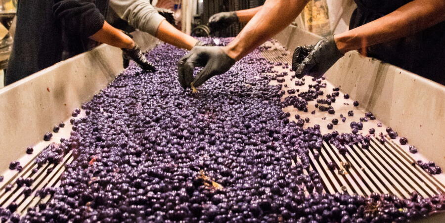 Crush Camp: Interactive Winemaking Experience