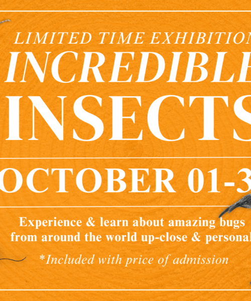 INCREDIBLE INSECTS: Interactive Live Bug Exhibit