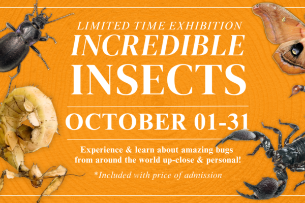 INCREDIBLE INSECTS: Interactive Live Bug Exhibit