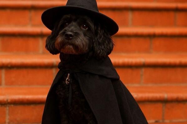 Howl-a-Ween